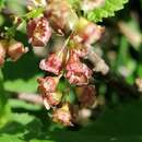 Ribes petraeum Wulfen resmi