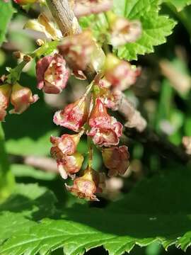 Image of Rock Red Currant