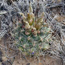 Image of Colorado hookless cactus