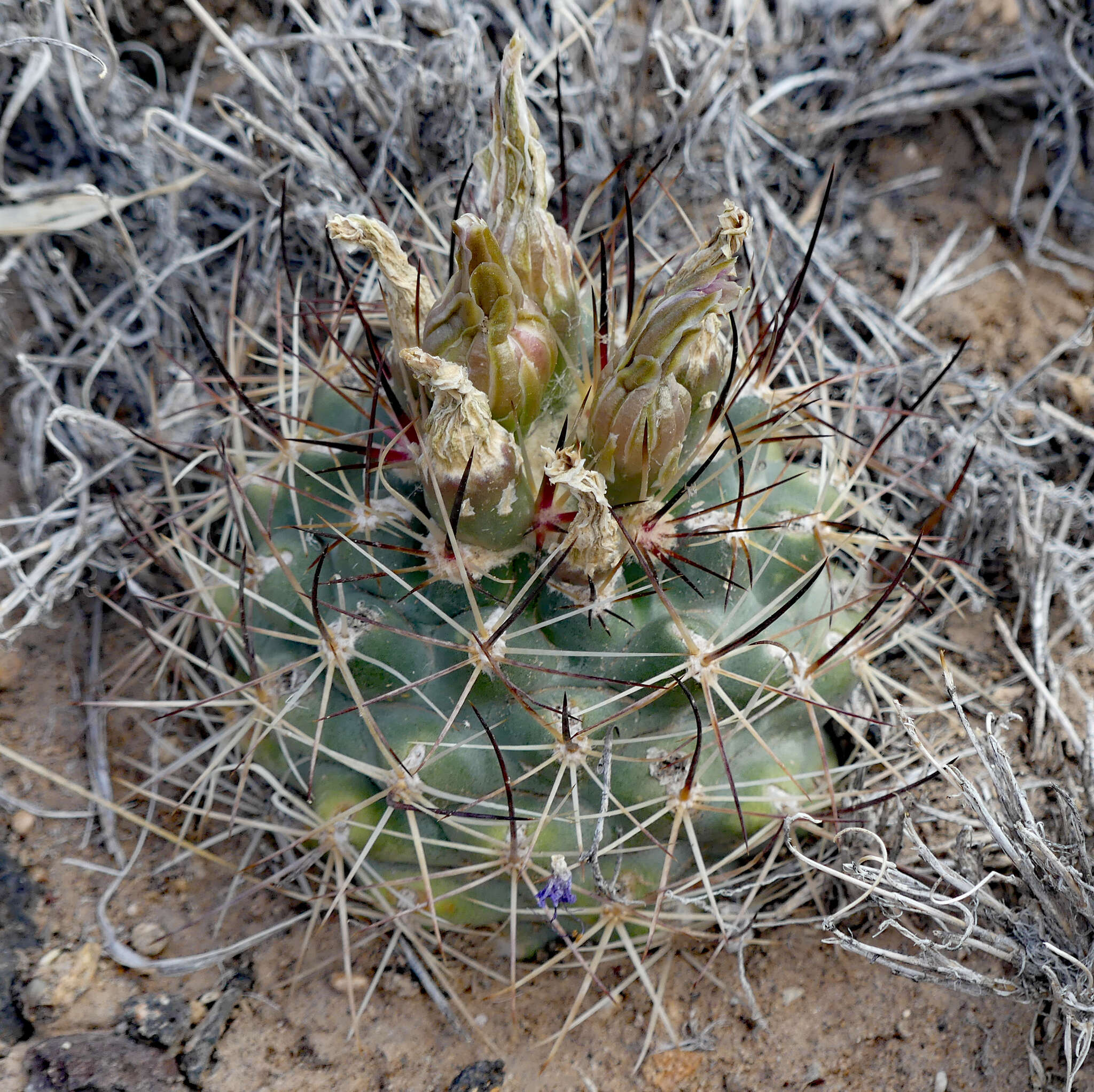 Image of Colorado hookless cactus