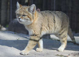 Image of Sand Cat