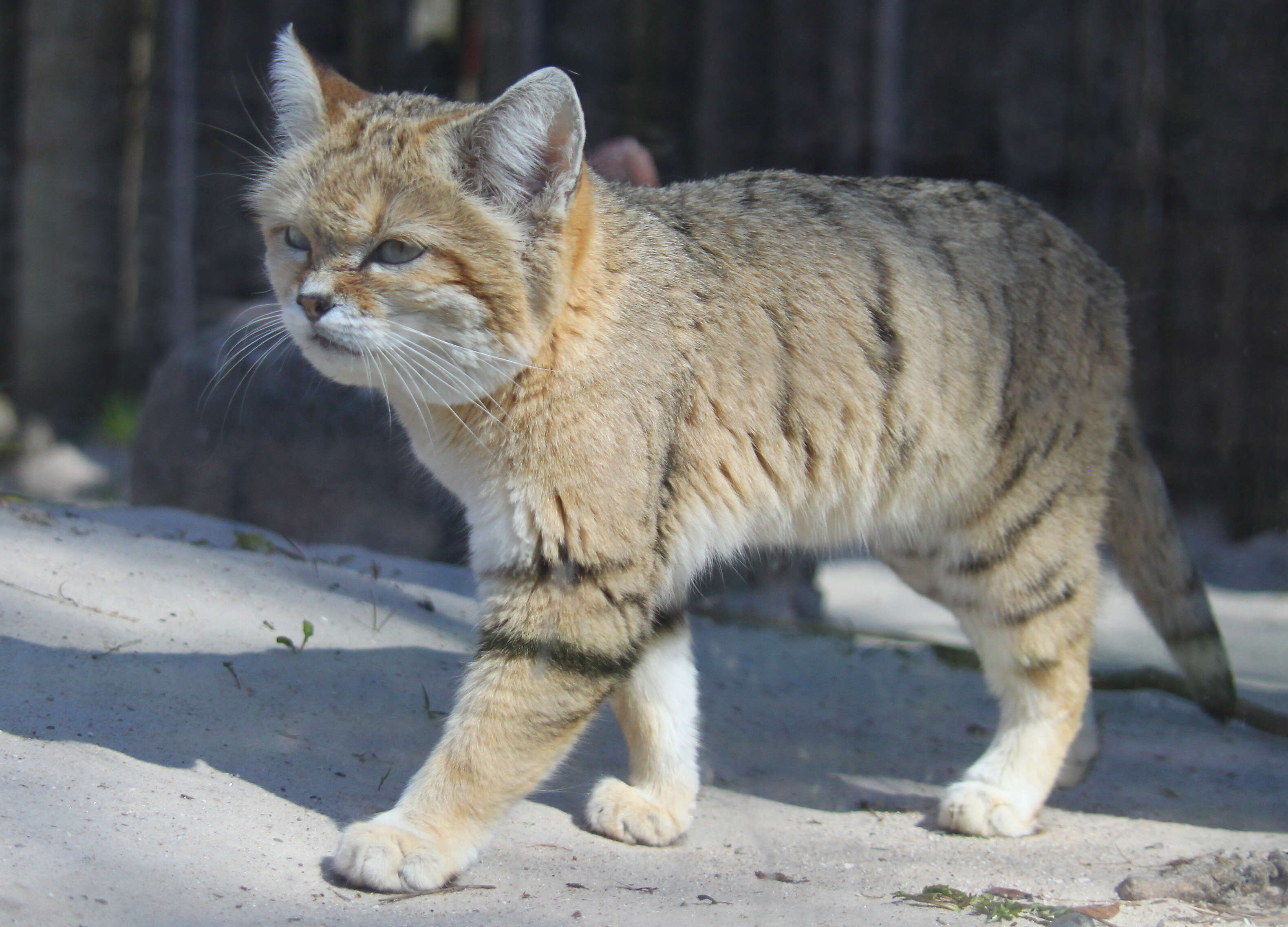 Image de Chat des sables