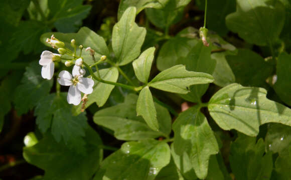 Image of Seaside Bittercress