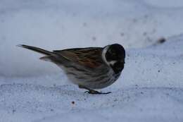 Image of Common Reed Bunting