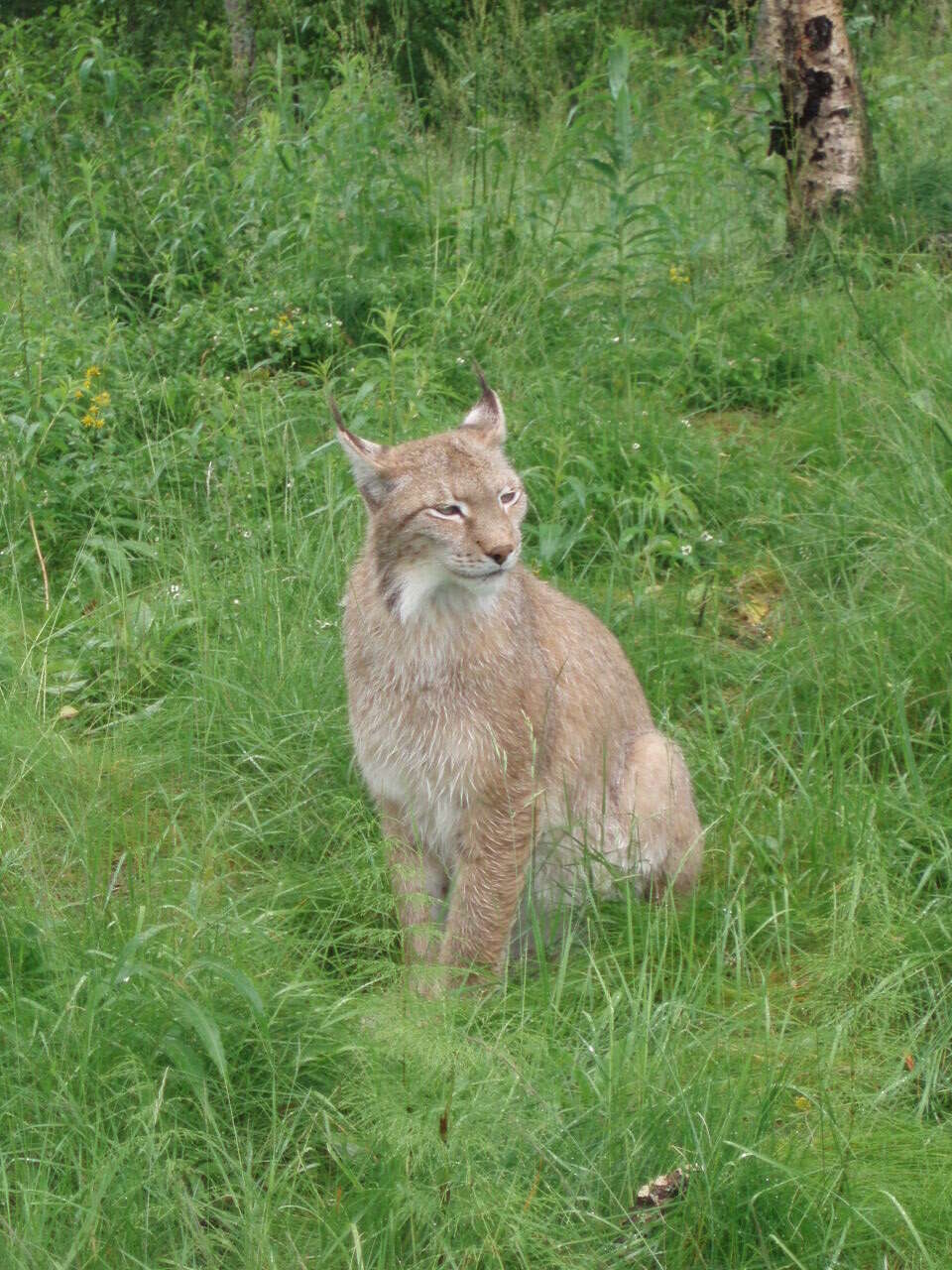 Image of Eurasian lynx