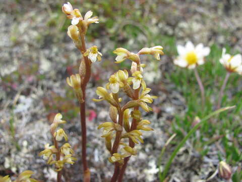 Image of Yellow coralroot