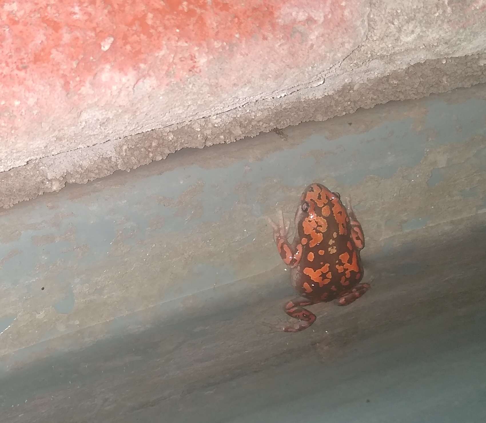 Image of marbled rubber frog