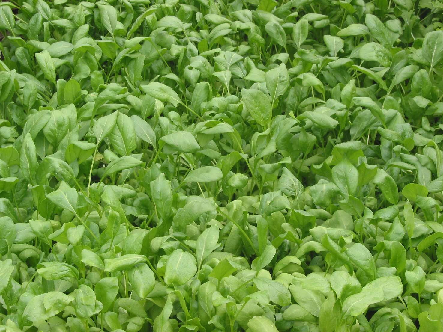 Image of spinach