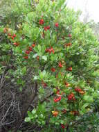 Image of strawberry tree