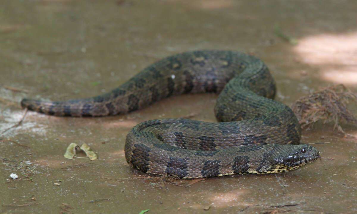 Image of Brown Water Snake