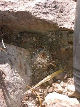 Image of Mammillaria mercadensis (Britton & Rose) Patoni