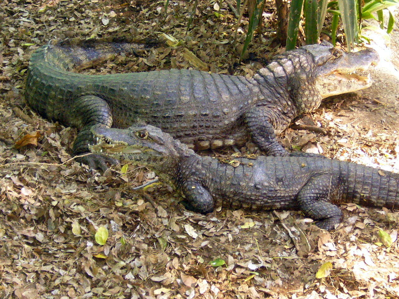 Image of Common Caiman