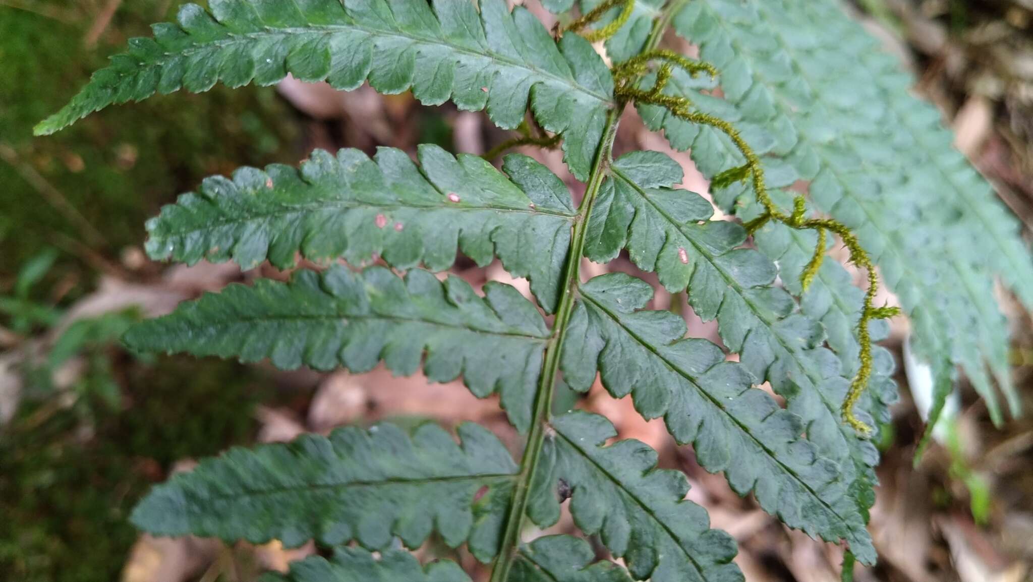 Sivun Athyrium pubicostatum Ching & Z. Y. Liu kuva