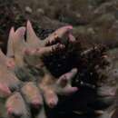 Image of Thorny sea cucumber