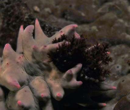 Image of Thorny sea cucumber