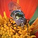 Image of Violet Bromeliad Fly