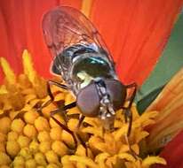 Image of Violet Bromeliad Fly