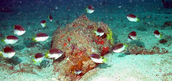 Image of Caribbean Chromis