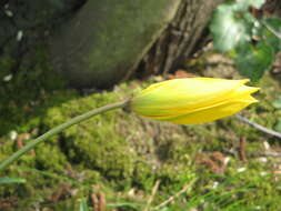 Image of Wild tulip