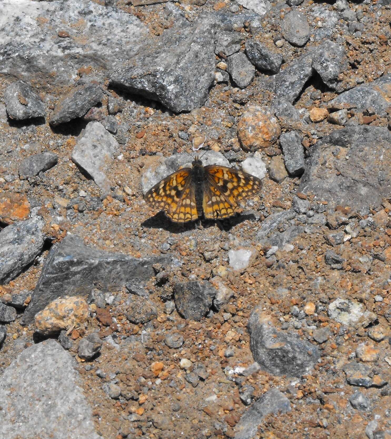 Image of Gabb's Checkerspot