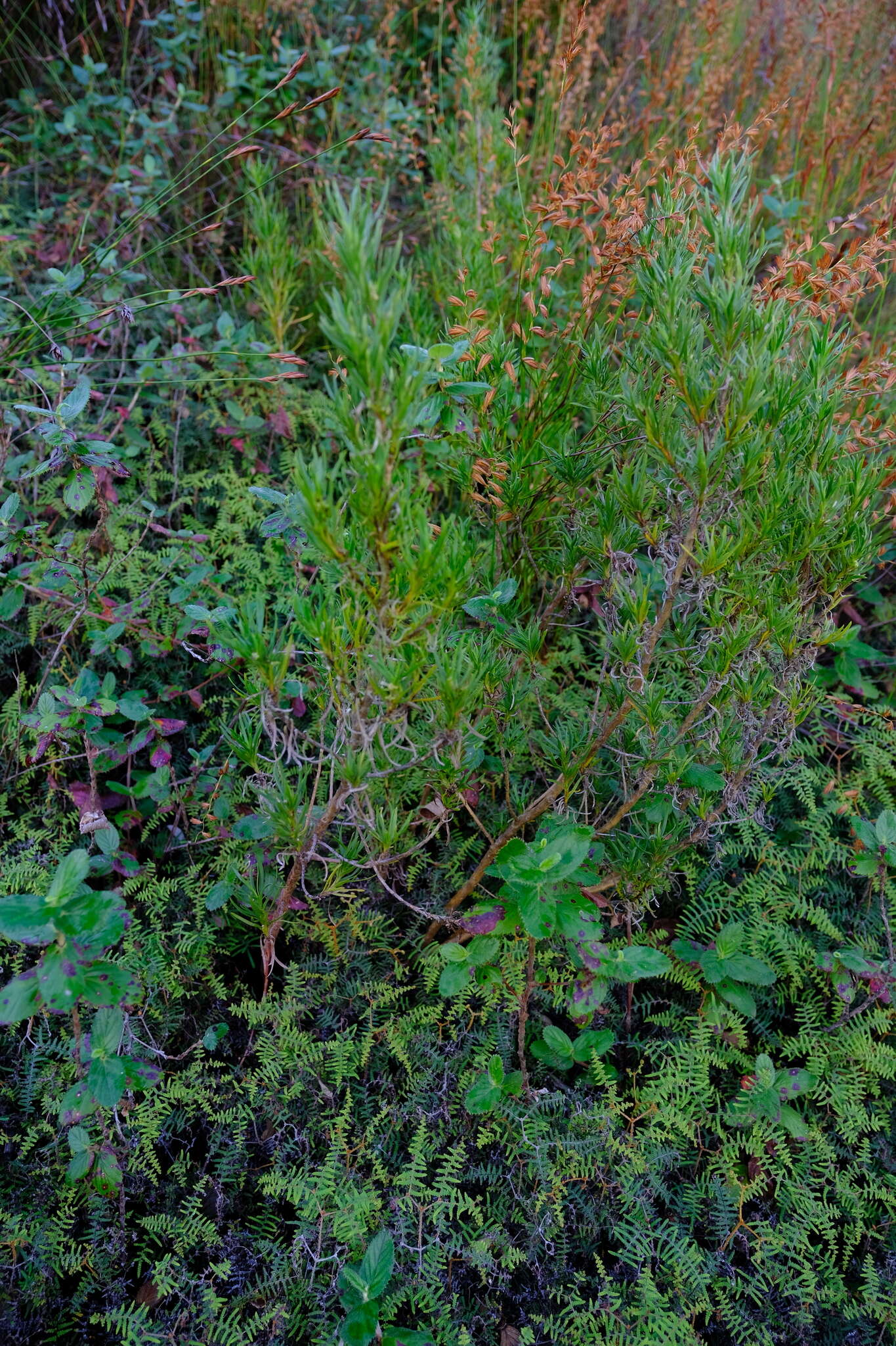 Image of Carpacoce gigantea Puff