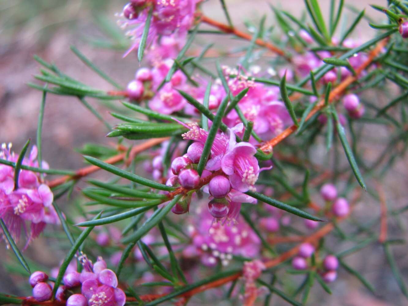 Image of Hypocalymma strictum Schau.