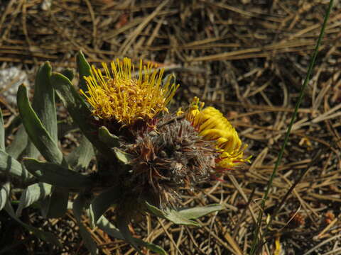 Image of Leucospermum parile Knight ex Loudon