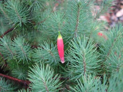 Слика од Astroloma pinifolium (R. Br.) Benth.