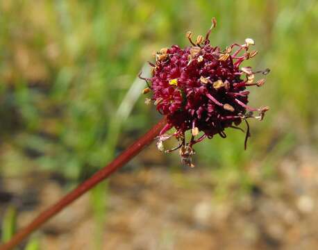 Image of purple sanicle