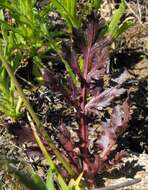 Image of purple sanicle