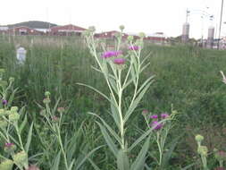 Image of Arkansas ironweed