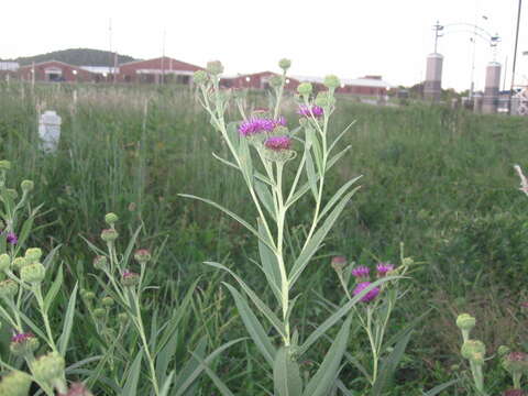 Image of Arkansas ironweed