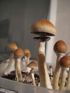 Image of Psilocybe cubensis (Earle) Singer 1948