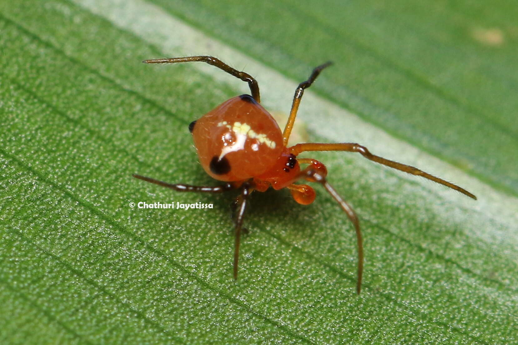 Image of Theridion quadratum (O. Pickard-Cambridge 1882)