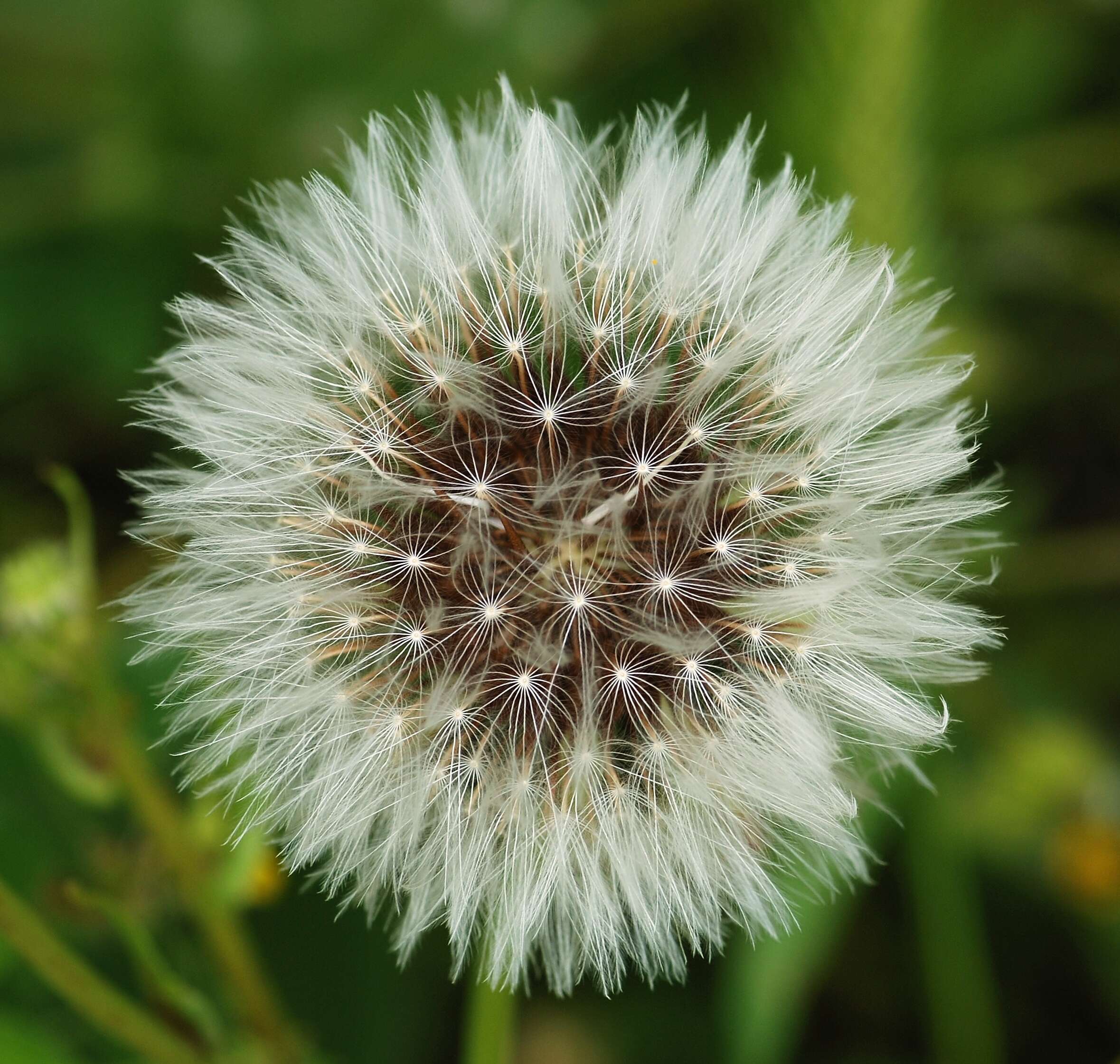 Image of prickly golden-fleece