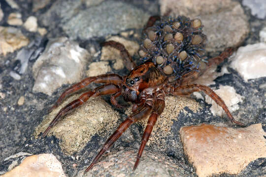 Image of wolf spiders