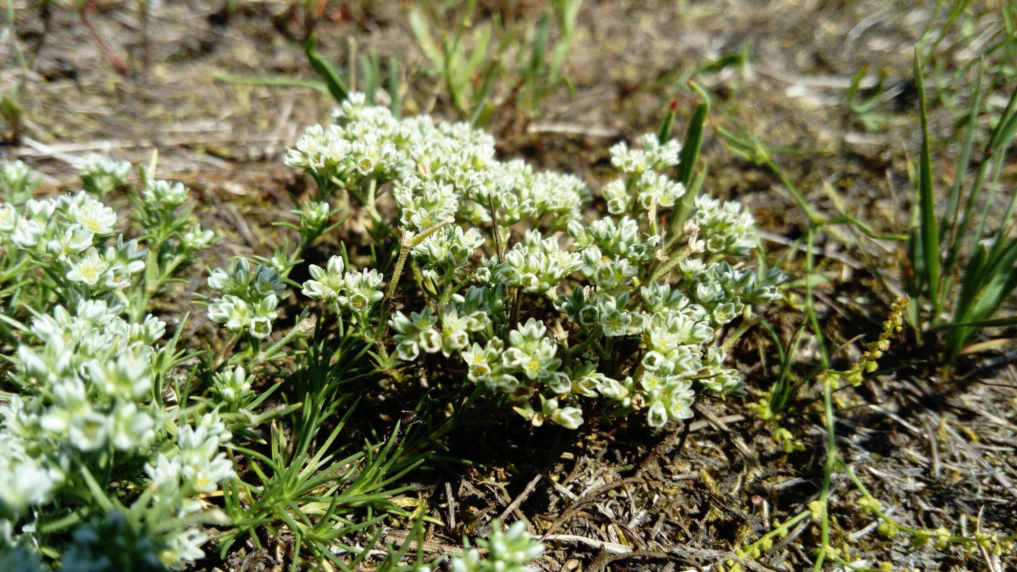 Image of perennial knawel