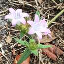 Plancia ëd Richardia grandiflora (Cham. & Schltdl.) Steud.