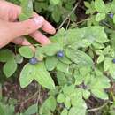 Vaccinium alaskaense Howell resmi