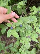 Image de Vaccinium alaskaense Howell