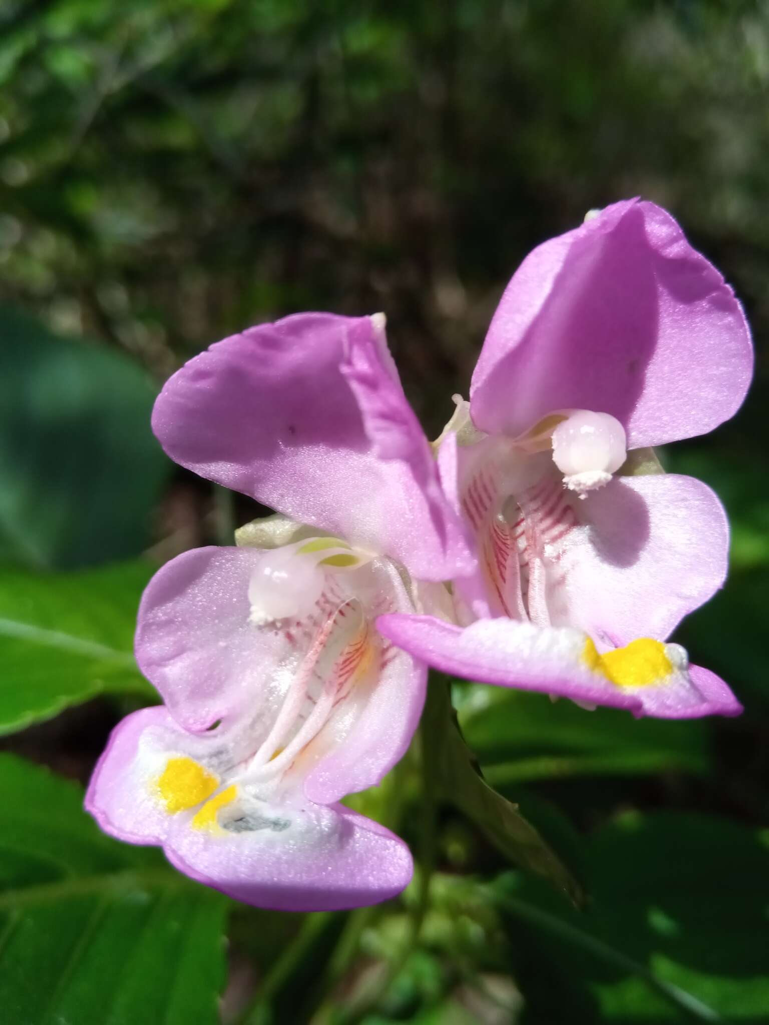 Image of Impatiens tuberosa H. Perrier