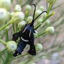 Image of Burrowbush Borer Moth