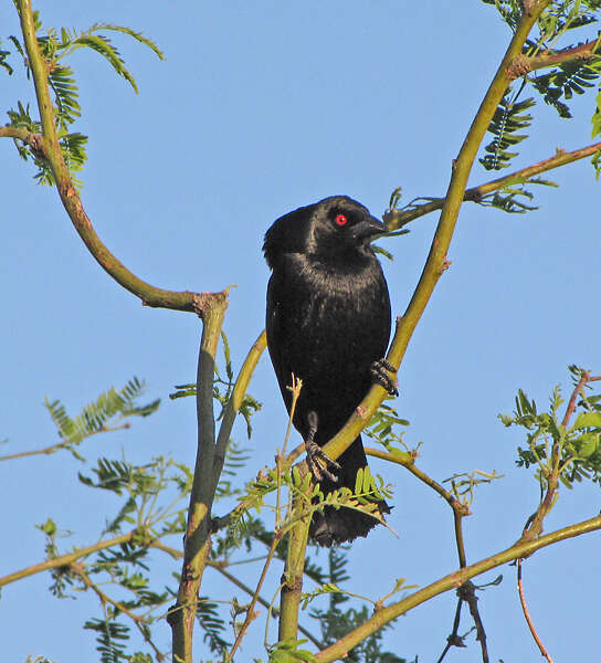 Image of Cowbird