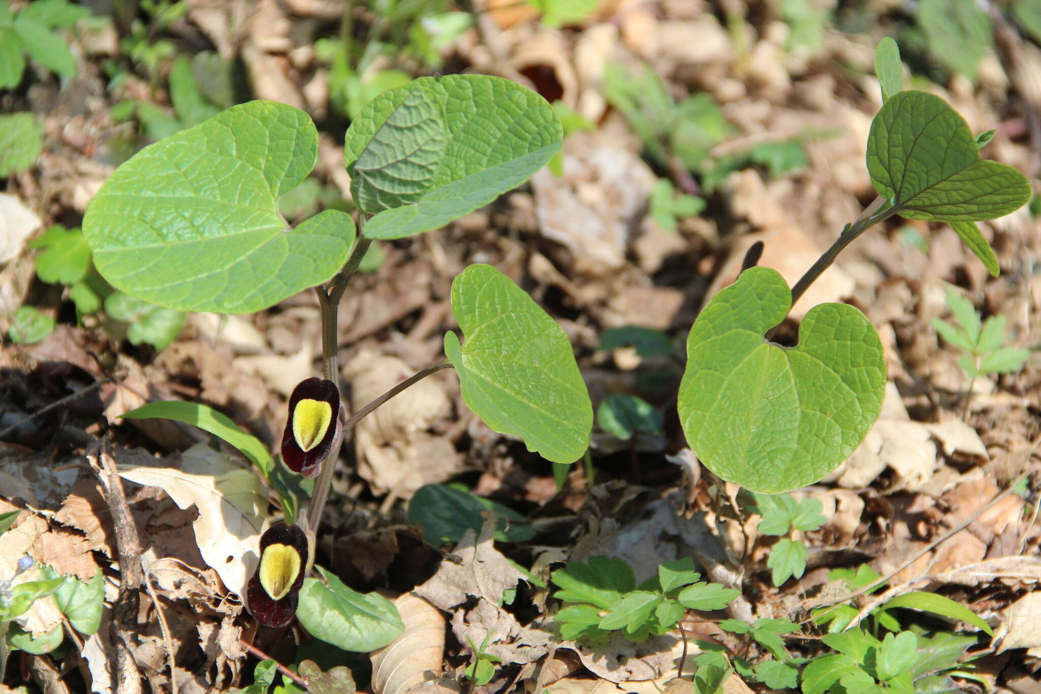 Image of Aristolochia steupii Woronow