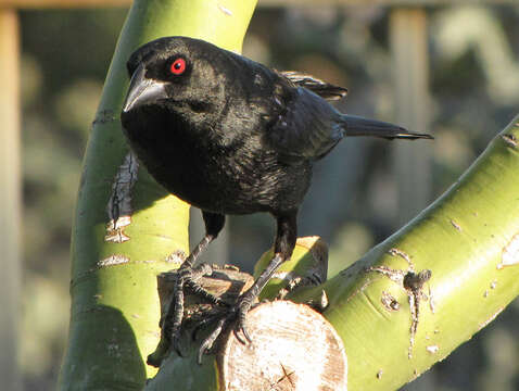 Image of Cowbird