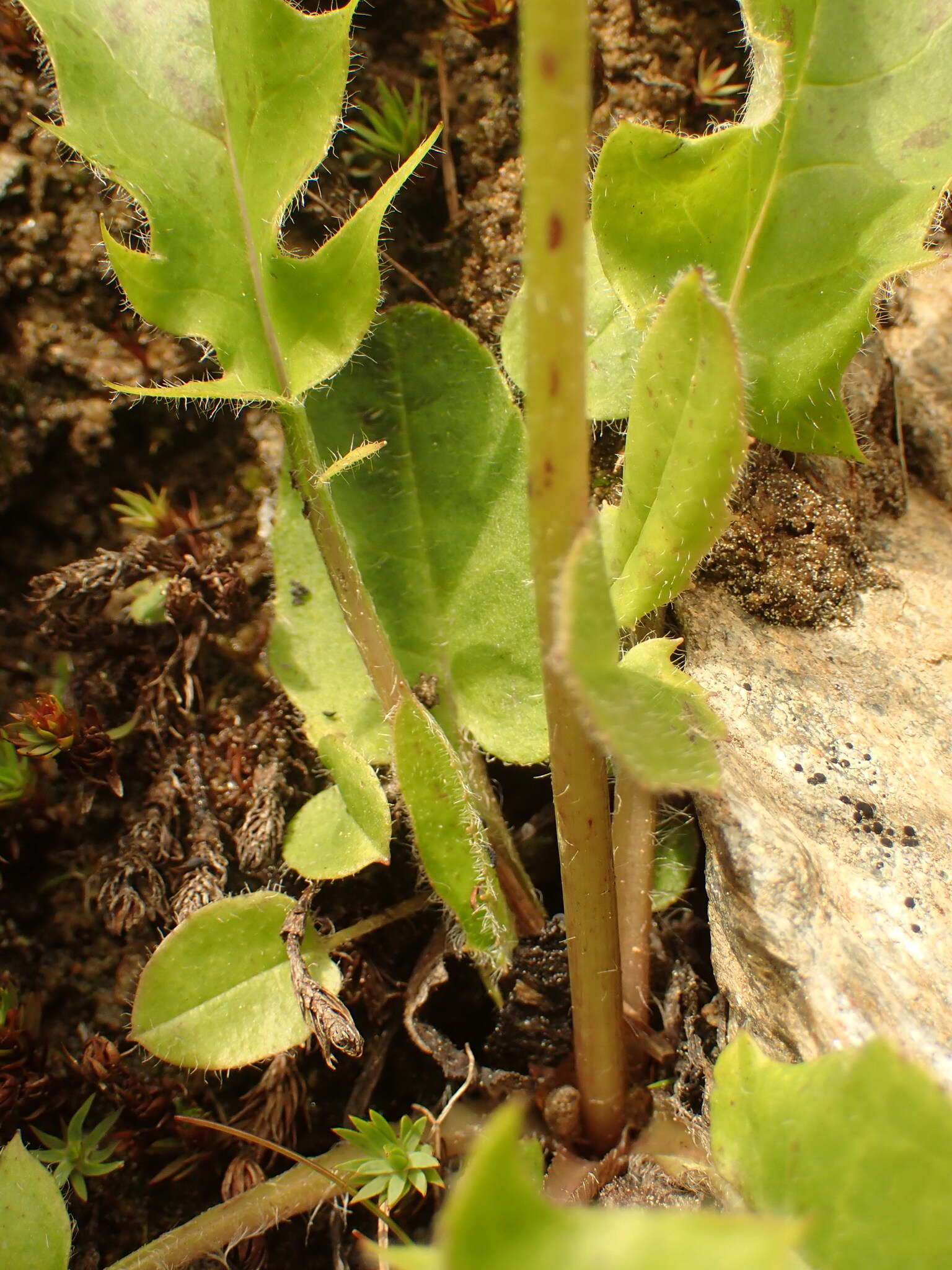 Imagem de Hieracium schmidtii Tausch