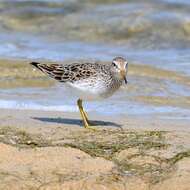 Image of Pectoral Sandpiper