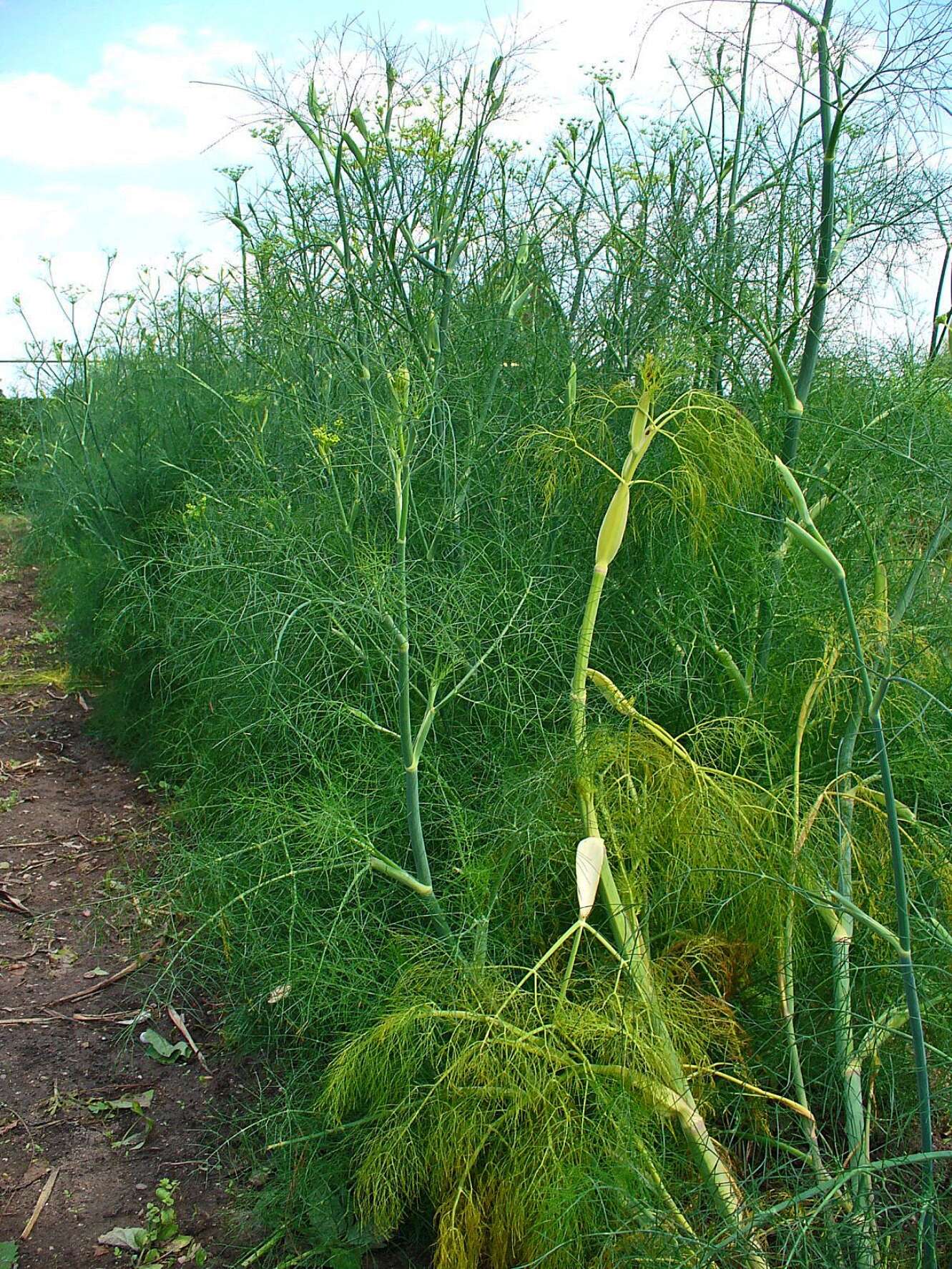 Image of fennel