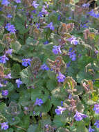 Image of Ground ivy