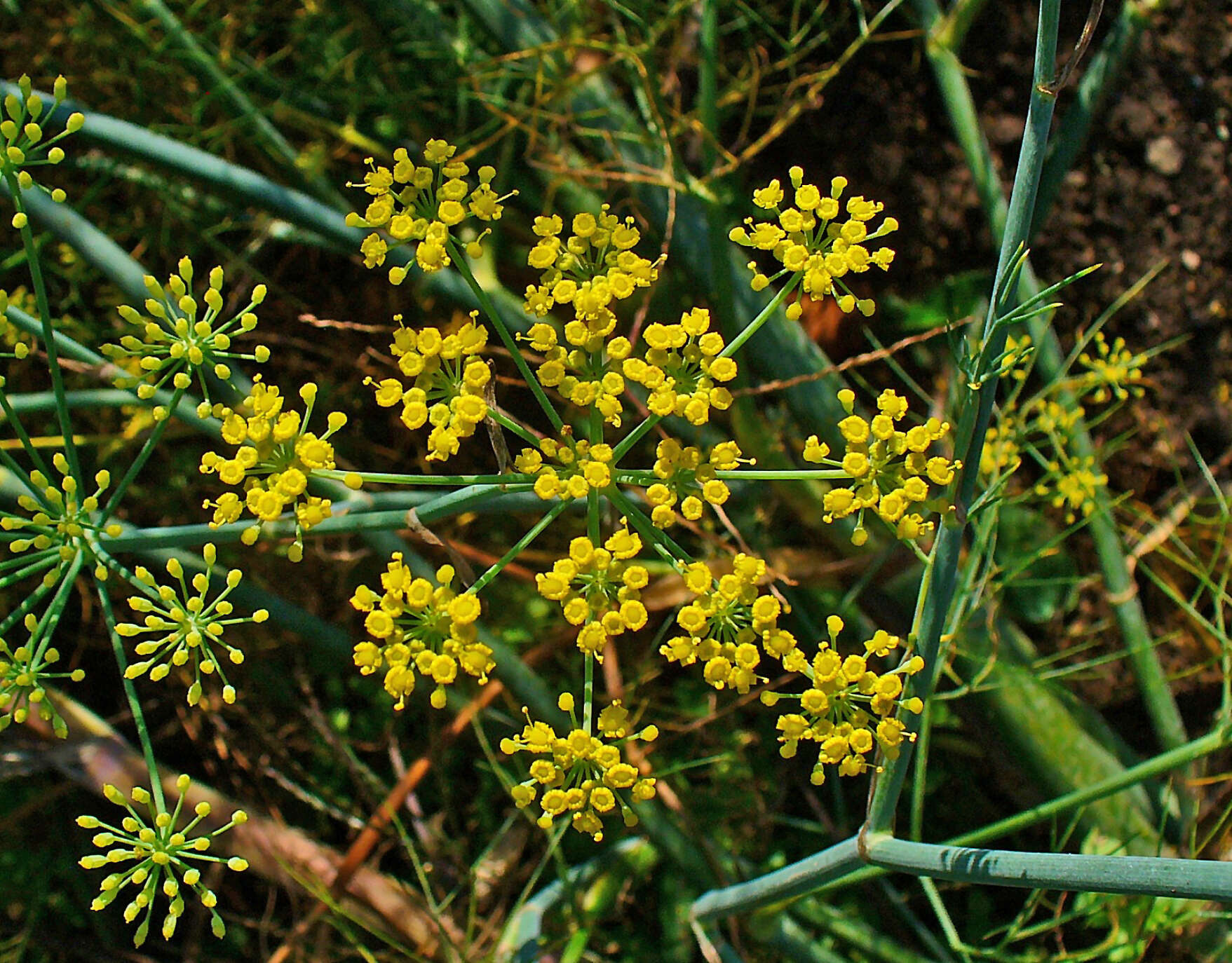 Image of fennel